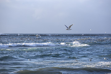 Image showing Gulls hunt for fishes