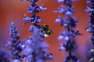Image showing Closeup of a bumblebee in a field of purple salvia