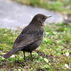 Image showing Blackbird