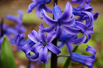 Image showing Blue Flowers