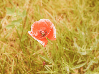 Image showing Retro looking Papaver flower