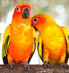 Image showing pair of parrots