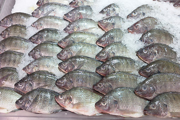 Image showing fresh sea fish
