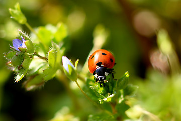 Image showing Ladybug on a plant