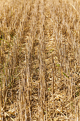 Image showing field with straw  