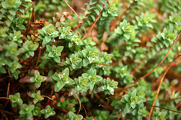 Image showing Forest