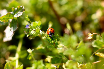 Image showing Ladybug on a plant