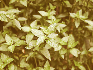 Image showing Retro looking Peppermint