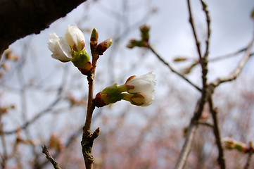 Image showing Spring in the garden