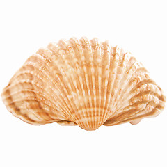 Image showing  Shell picture vintage