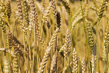 Image showing ripened cereals .  close up