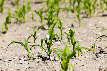 Image showing Field with corn  