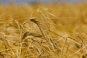 Image showing ripened cereals .  close up