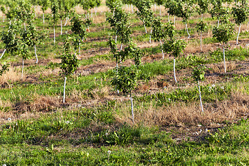 Image showing young fruit trees 