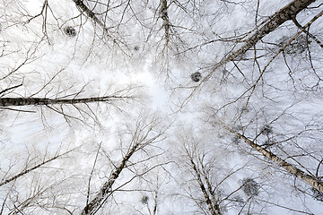 Image showing  forest winter season