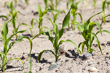 Image showing corn field. close-up  