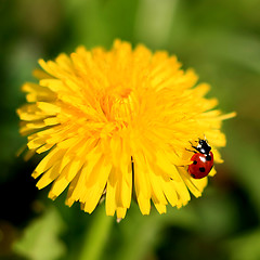 Image showing Ladybug on a Yellow Flower