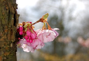 Image showing Cherry-Flowers