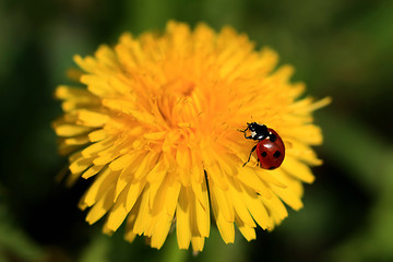 Image showing Ladybug on a Yellow Flower