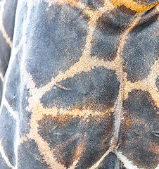 Image showing giraffe skin texture