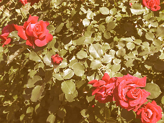 Image showing Retro looking Rose picture