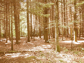 Image showing Retro looking Forest of trees