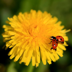 Image showing Ladybug on a Yellow Flower