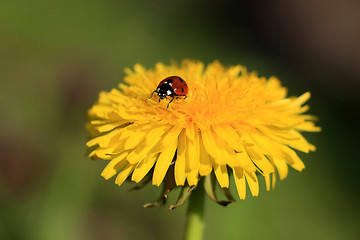 Image showing Ladybug on a Yellow Flower