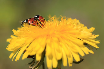 Image showing Ladybug on a Yellow Flower