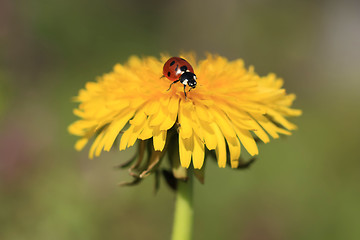 Image showing Ladybug on a Yellow Flower