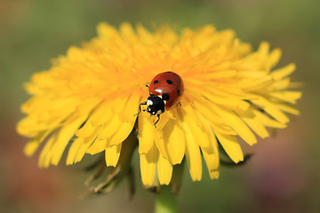 Image showing Ladybug on a Yellow Flower