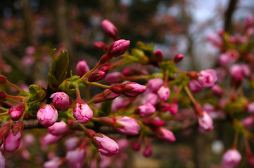 Image showing Cherry-Spring