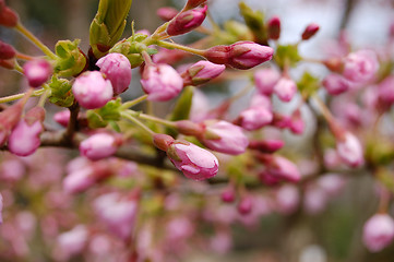 Image showing Spring