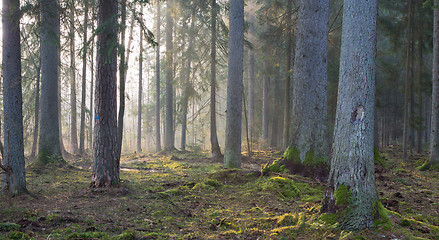 Image showing Coniferous stand of Bialowieza Forest in morning