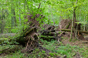 Image showing Monumental broken trees lying