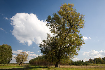 Image showing Old Willow tree against blue cloudy sky