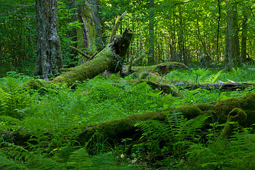 Image showing Deciduous stand in summer