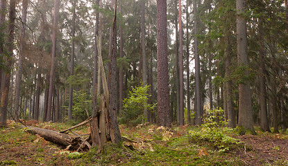 Image showing Late summer coniferous stand