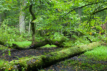 Image showing Rich deciduous stand in heavy rain