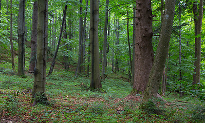 Image showing Natural mixed stand of Bieszczady Mountain region