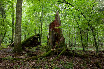 Image showing Green young hornbeam tree and brokrn oak tree trunk