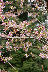 Image showing Spring in the garden