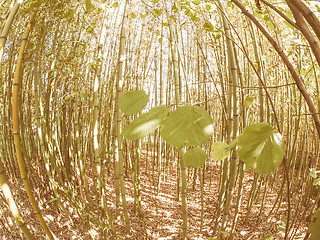 Image showing Retro looking Bamboo tree