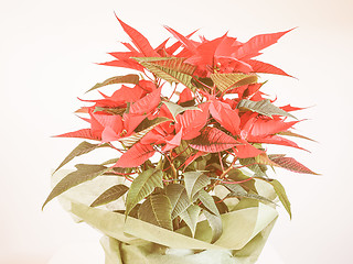 Image showing Retro looking Poinsettia Christmas star