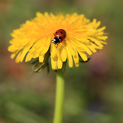 Image showing Ladybug on a Yellow Flower