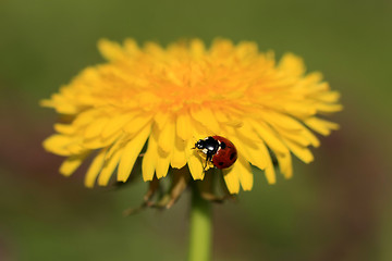 Image showing Ladybug on a Yellow Flower