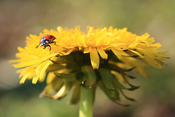 Image showing Ladybug on a Yellow Flower