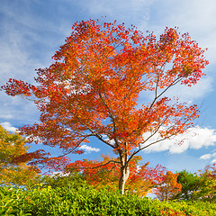 Image showing Colorful autunm tree.