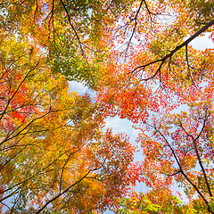 Image showing Colorful autunm treetops.