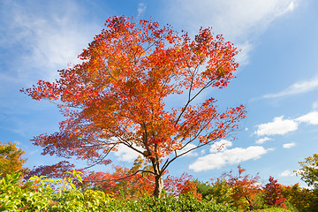 Image showing Colorful autunm tree.